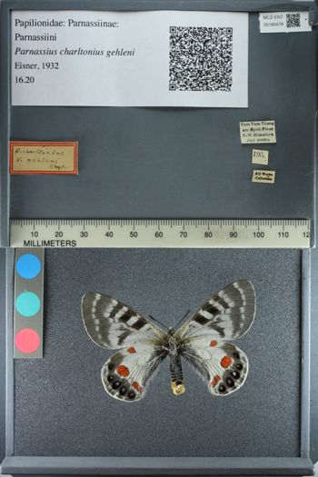 Media type: image;   Entomology 180478